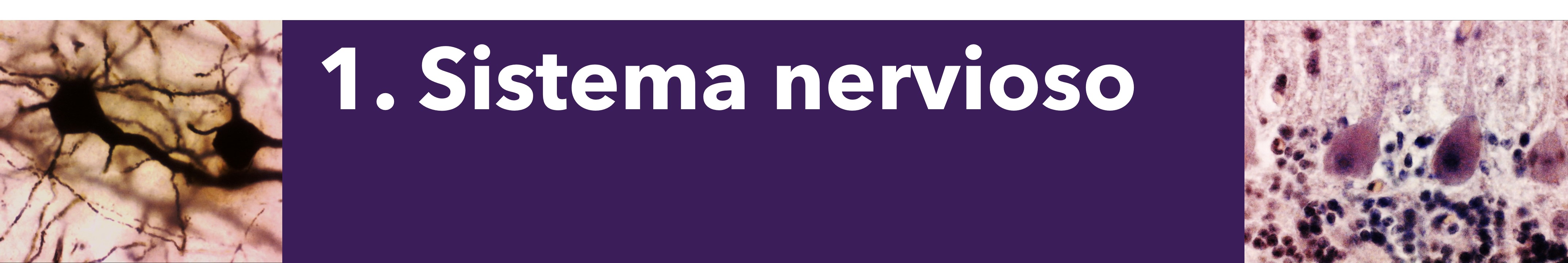 curso sistema nervioso